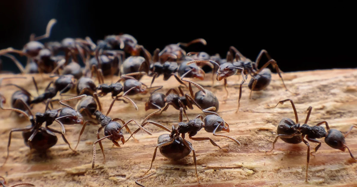 Ant Control Victoria, BC