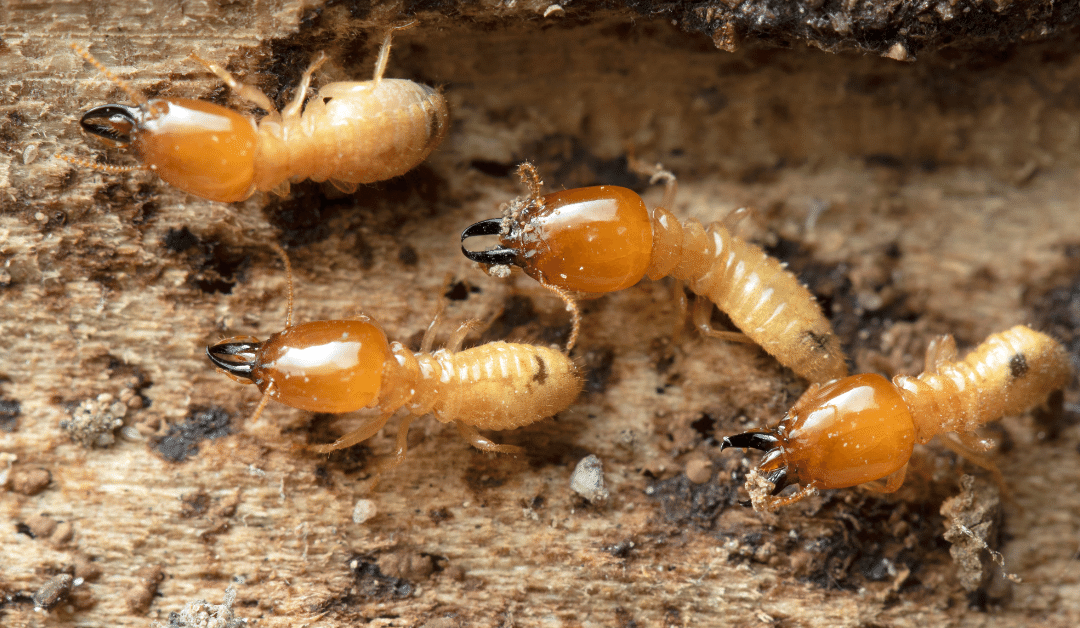 Termites of Vancouver Island