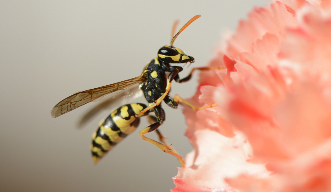 How to Keep Wasps Away from your Patio this Summer
