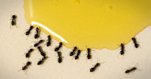 Ants in kitchen near honey