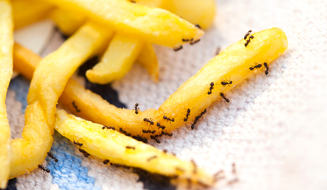 Ants in kitchen on fries