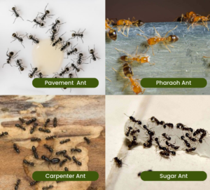 Types of ant in BC