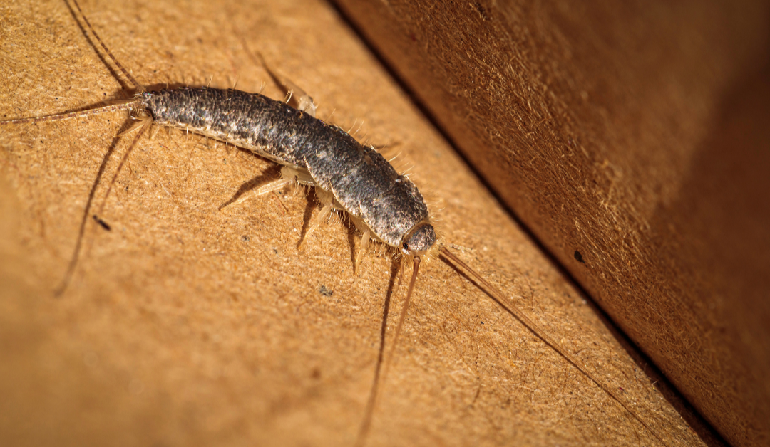 How to Get Rid of Silverfish in British Columbia